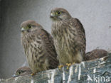 Common Kestrel (Falco tinnunculus)