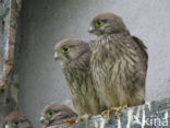 Common Kestrel (Falco tinnunculus)