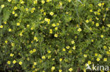 Tormentil (Potentilla erecta)