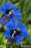 Trompet gentiaan (Gentiana clusii)