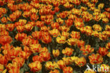 Tulip (Tulipa)