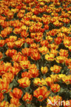 Tulip (Tulipa)