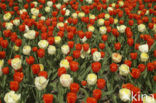 Tulp (Tulipa)