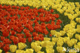 Tulip (Tulipa)