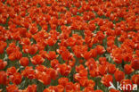 Tulip (Tulipa)
