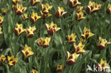 Tulip (Tulipa)