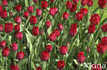 Tulip (Tulipa)