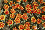 Tulip (Tulipa)
