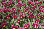 Tulip (Tulipa)