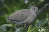 Turkse Tortel (Streptopelia decaocto)