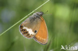 Tweekleurig hooibeestje (Coenonympha arcania) 