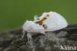 Tweekleurige tandvlinder (Leucodonta bicoloria)