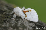 White Prominent (Leucodonta bicoloria)