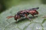 Tweekleurige wespbij (Nomada integra) 