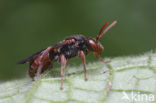 Tweekleurige wespbij (Nomada integra) 