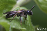 Tweekleurige zandbij (Andrena bicolor)