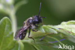 Tweekleurige zandbij (Andrena bicolor)