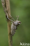 Epitheca bimaculata