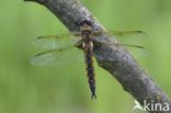 Epitheca bimaculata