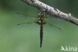 Epitheca bimaculata