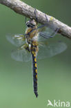Epitheca bimaculata