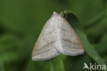 Varenspanner (Petrophora chlorosata)