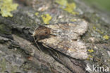 Variabele grasuil (Apamea crenata)