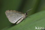 July Highflyer (Hydriomena furcata)