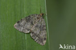 July Highflyer (Hydriomena furcata)