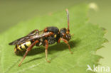 Wasp-bee (Nomada zonata)