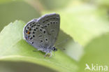 Veenbesblauwtje (Plebejus optilete) 