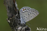 Veenbesblauwtje (Plebejus optilete) 