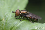 Orthonevra intermedia