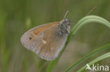 Veenhooibeestje (Coenonympha tullia) 