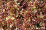 Bog-moss (Sphagnum spec.)