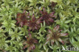 Bog-moss (Sphagnum spec.)