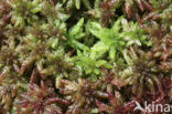 Bog-moss (Sphagnum spec.)