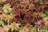 Bog-moss (Sphagnum spec.)