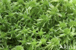 Bog-moss (Sphagnum spec.)