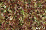 Bog-moss (Sphagnum spec.)