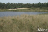 Veenpluis (Eriophorum angustifolium)