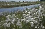 Veenpluis (Eriophorum angustifolium)