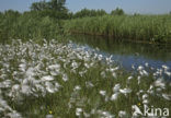 Veenpluis (Eriophorum angustifolium)