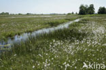 Veenpluis (Eriophorum angustifolium)