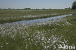 Veenpluis (Eriophorum angustifolium)