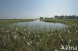 Veenpluis (Eriophorum angustifolium)