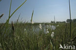 Veenpluis (Eriophorum angustifolium)