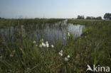 Veenpluis (Eriophorum angustifolium)