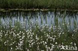 Veenpluis (Eriophorum angustifolium)