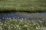 Veenpluis (Eriophorum angustifolium)